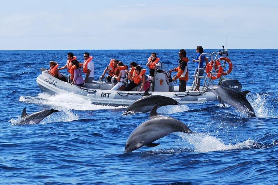 Dolphin Tour In Goa