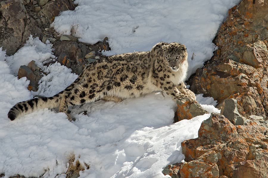 National Parks and Wildlife Sanctuaries in Ladakh